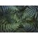 Fototapeet Komar SHX7-203 - Fern Canopy