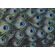Fototapeet Komar SHX7-210 - Plumage Detail
