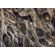 Fototapeet Komar SHX7-220 - Swirly Bark
