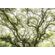 Fototapeet Komar SHX7-222 - The Jungletree