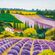 Pilttapeet Smart Art 35642 Lavender Farm, 212×270 cm