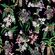 Tapeet Smart Art 81682 Orchids