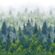 Tapeet Smart Art 96453 Forest Fog