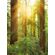 Флизелиновые фотообои X4-044 Redwood, 200×260 см