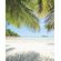 Фотообои Under The Palmtree SH028-VD2 (200×250 см)