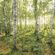 Цифровые фотообои Stefan Hefele Birch Trees SH043-VD4