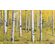 Pilttapeet Orange Forest SH069-VD4 (400×250 cm)