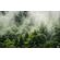 Фотообои Forest Land PSH061-VD4 - 400×250 см