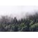 Tapeet Rebel Walls - Misty Fir Forest FR16731-8
