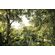 Fototapeet Dschungel X8-024, 400×260 cm