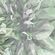 Fototapeet Emerald Flowers INX6-036