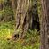Fototapeet Redwood Trail SHX9-077