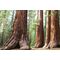 Фотообои Sequoia National Park, 375×250 cm