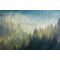 Fototapeet Spruce Forest At Sunrise, 375×250 cm