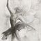 Pilttapeet Smart Art 36392 Ballerina Amelia, 212×270 cm