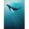 Fototapeet Artsy Humpback Whale IAX4-0045