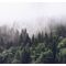 Tapeet Rebel Walls - Misty Fir Forest FR16731-6