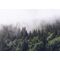 Tapeet Rebel Walls - Misty Fir Forest FR16731-8